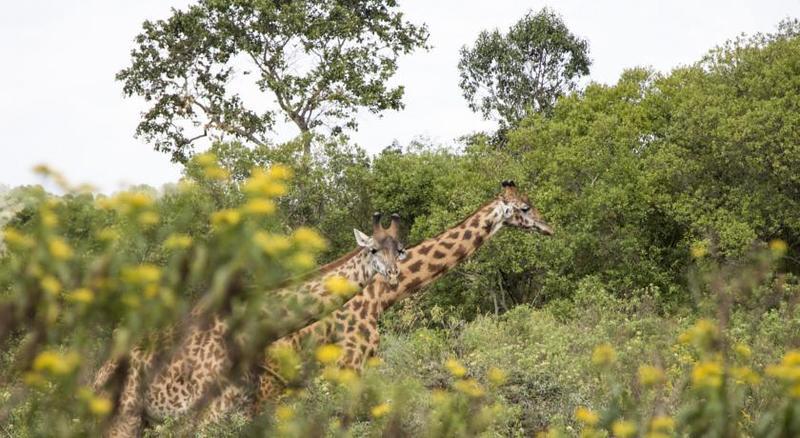 Guesthouses Tanzania A Africa Amini Life Engare Nanyuki ภายนอก รูปภาพ